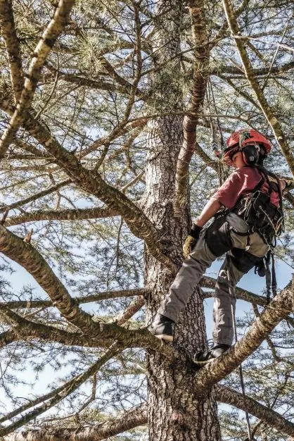Arborcare climber roped into a pine tree
