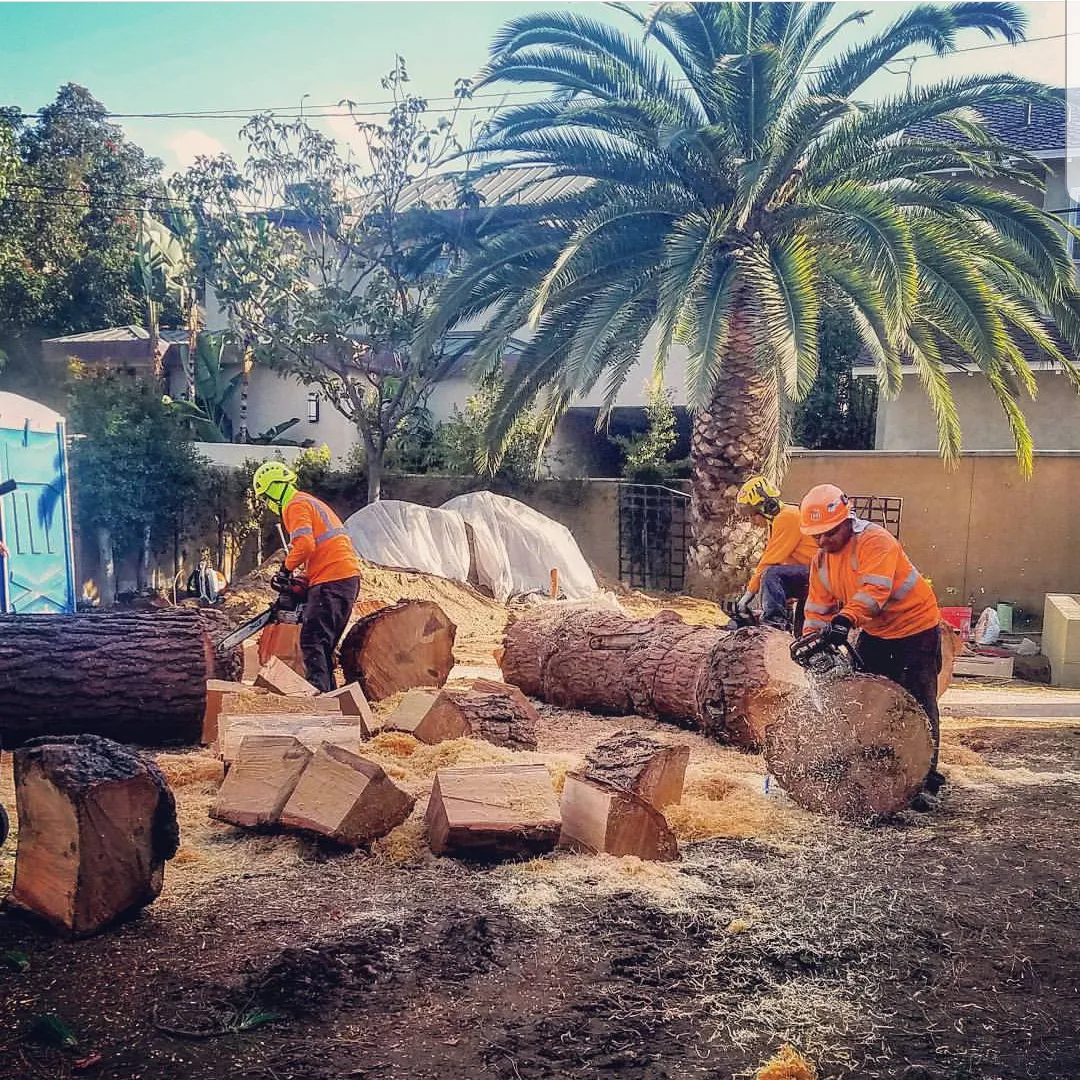 Arborcare crew cutting palm trunks into rounds for haul-away