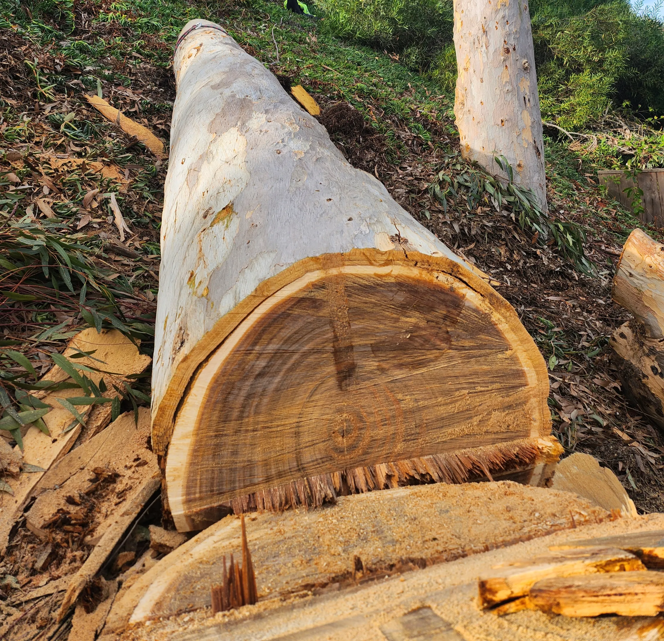 Cut sections of a eucalyptus trunk after a removal
