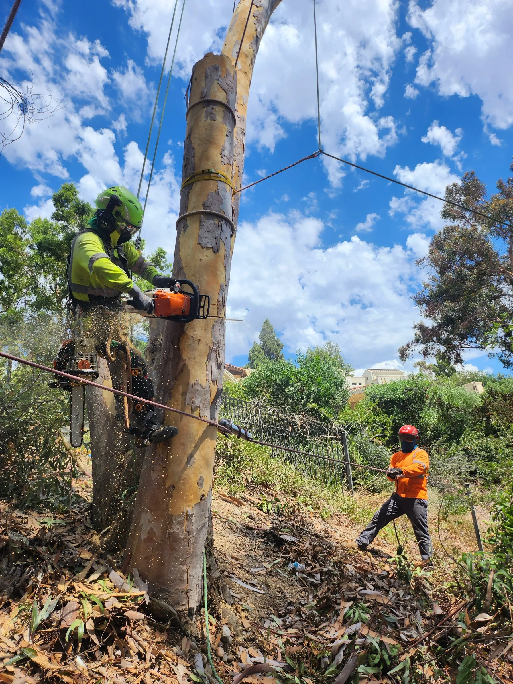 Arborcare climbers rigging down a eucalyptus trunk