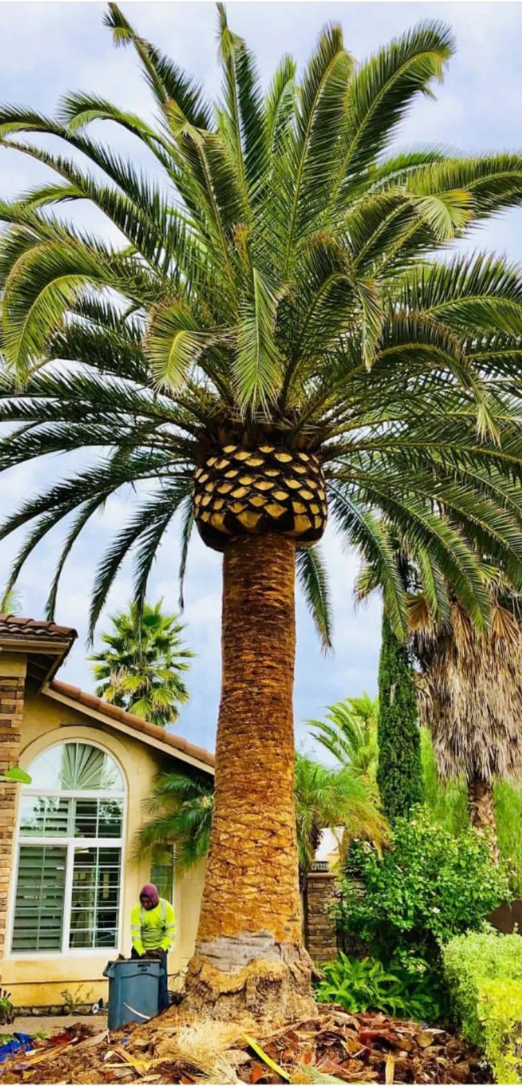 Canary Island date palm after an Arborcare trim