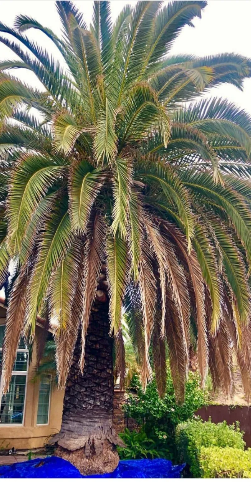A palm before its trim, with dead fronds hanging down