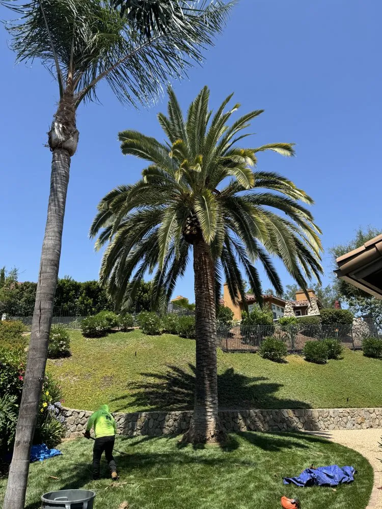 Arborcare crew member raking up after a palm trim