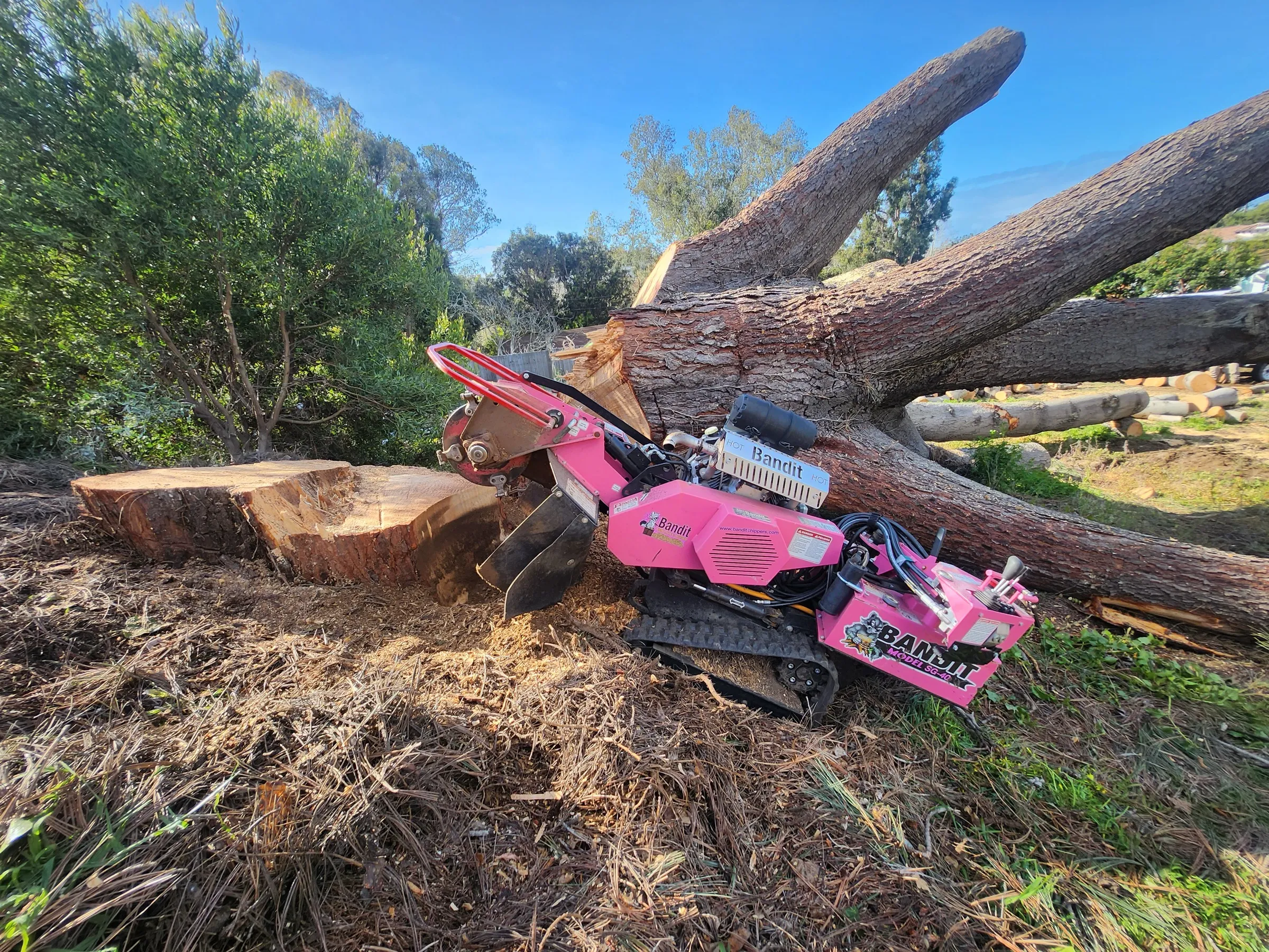 Arborcare stump grinder working beside a fallen pine